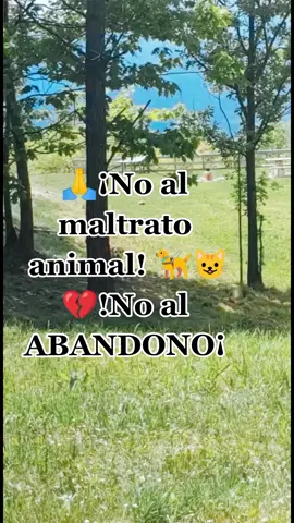 #MARIA💚 #LABRADORHACHIRULO🤍🤍🤍🤍 #unomasdelafamilia #noalmaltratoanimalporfavor🐶🐱 #noalabandonoanimal🐶 #perritofeliz🤗 #perritosdebilbao🐶 #amordetododia❤️🐶 