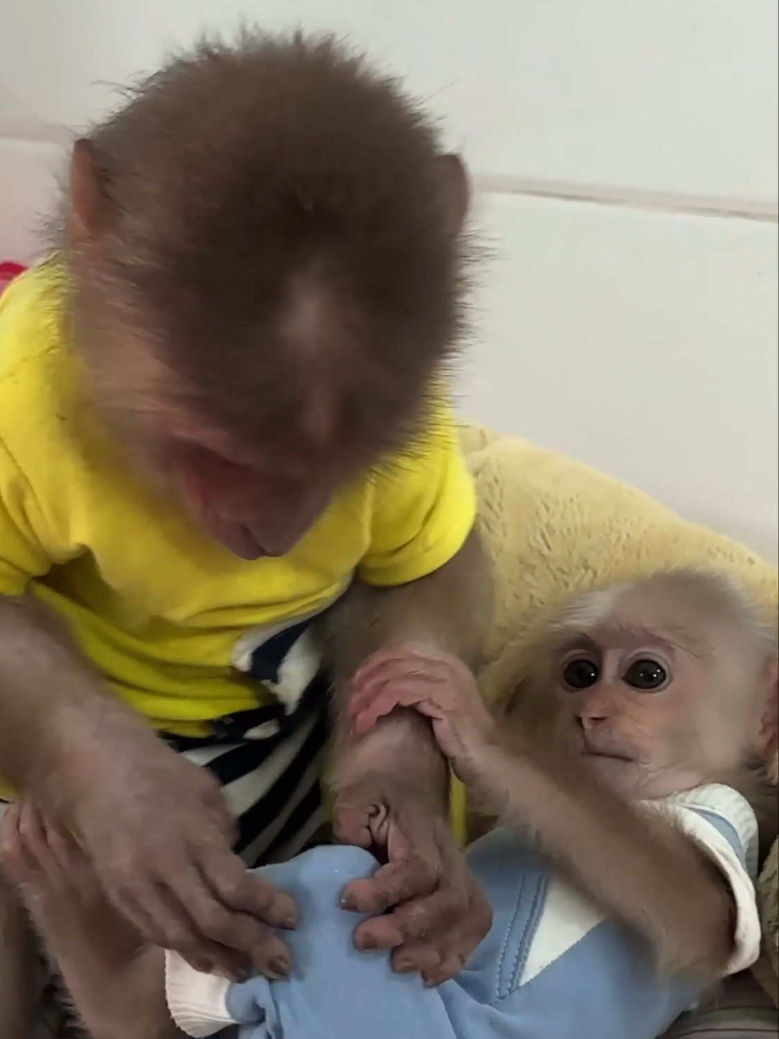 The two little monkeys are so cute #monkey #animal