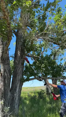 Now trimming the dead branches that are higher up off these big trees with the @Einhell Canada 18v telescoping chainsaw #woodworking #tools #acerage 