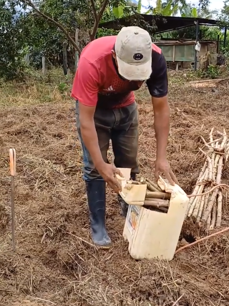 Así sembramos la YUCA en el Campo.Parte 1 #viral_video #r #vida #campo