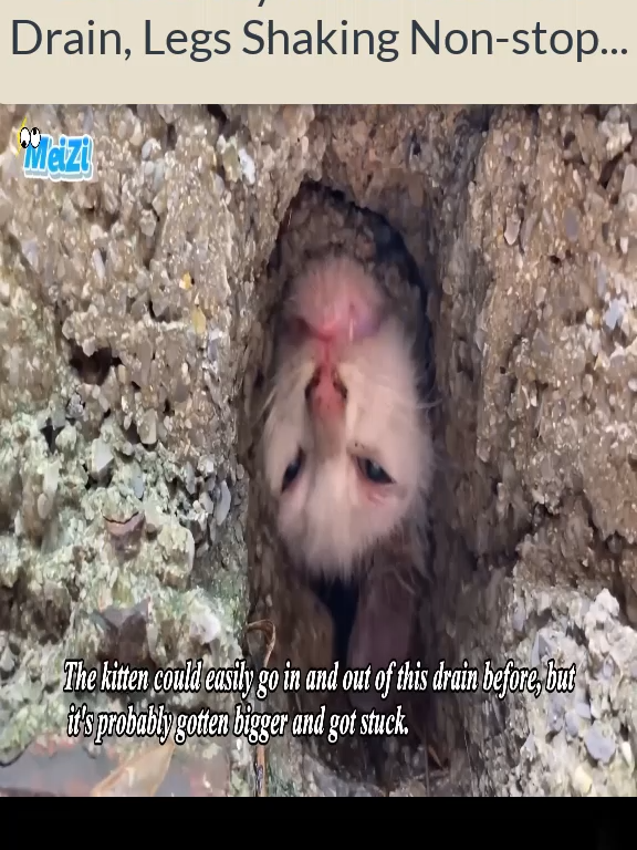 Little Stray Kitten Stuck in Drain, Legs Shaking Non-stop... P1 #dogsofttiktok #rescuecats #rescueanimal #rescuedogs