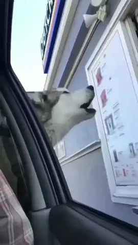 RxCKSTxR Voice Overs Hilarious Husky ordering a puppy cup is the feature video of the day! Make sure tou follow me for more laughs! 😂 #husky #pupcup #funnyvideos #funnypets #talkingdogsoftiktok #therxckstxr #rxckstxrvoiceovers #rxckstxr 