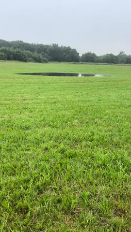 The boys #labradorretriever ##chocolatelab #foxredlab #yellowlab #blacklab #blacklabsquad #training #teampureflax #gundogtrainer  #slingleygundogs #pickingupteam  #instavideo