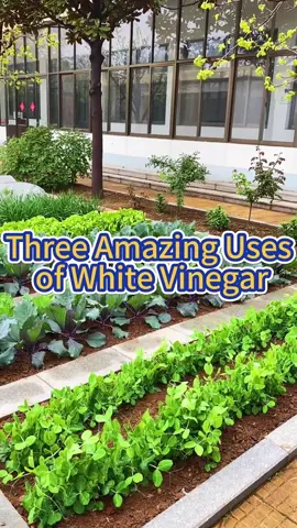 #garden #gardening #gardeningtips #farming #planting #outdoorgarden #plant #plants #tomato #tomatoes #indoorgarden #indoorplants #vinegar 