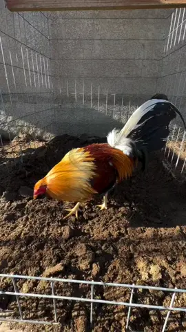 ayam impian🐓😍#fyp #masukberanda #pecintaayam#ayamimport #ayamflipin #salamkakikiri #kakigetar #londongtoraya #bulanganlondong #salamsatuhobi
