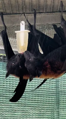 Sharing a frozen treat with your pal to cool down in the summer heat 🥲  🩵 🧊 ☀️ #lubeebatconservancy #fyp #bats #fypシ #lubeebats #fruitbats #flyingfoxes #lubee #gainesville #florida #cute #Love #Summer #nonprofit 