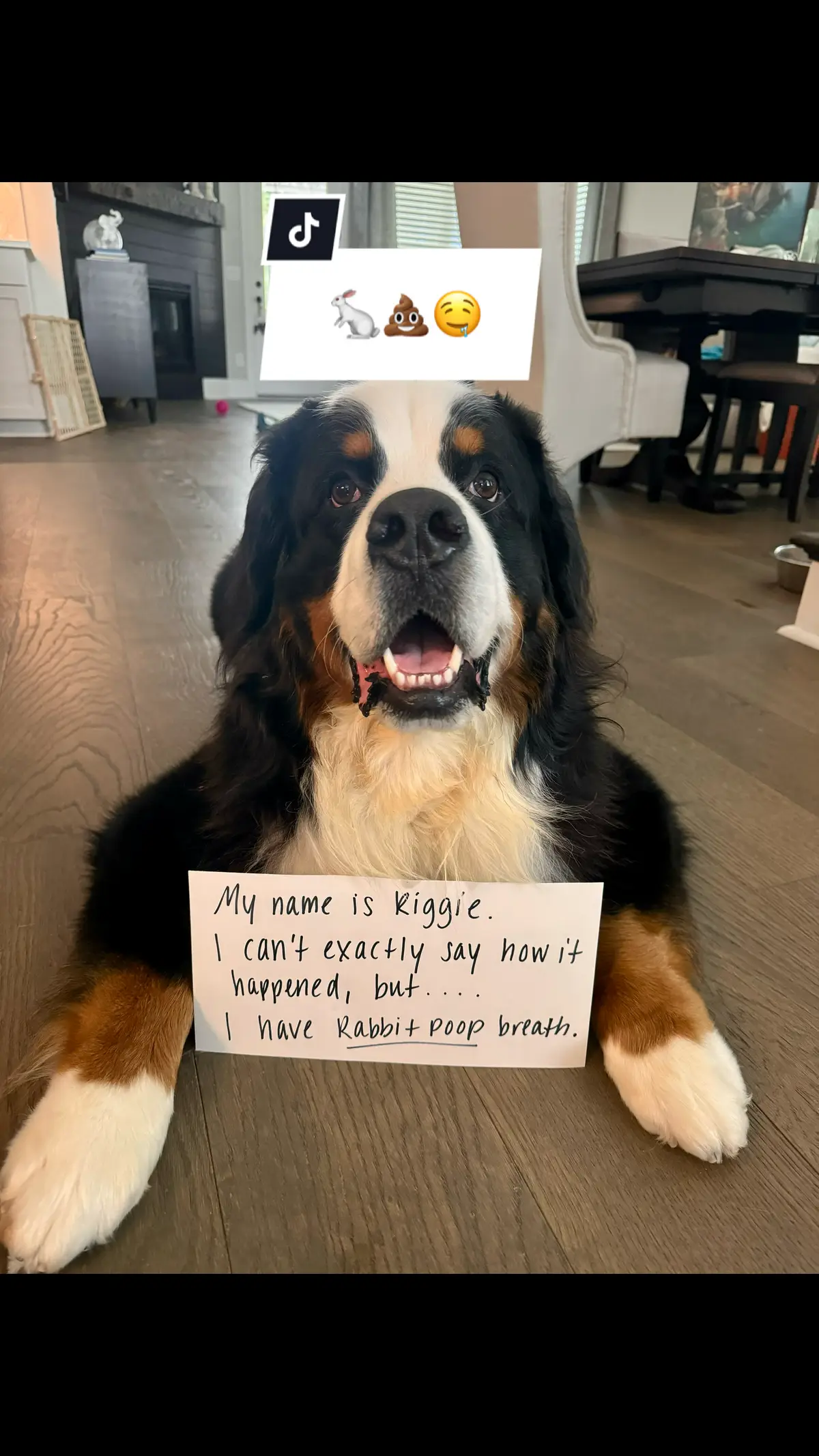 Those little chocolate bunny nuggets are just so tasty. 🐇💩🤤 Follow, ❤️ and share for your daily Berner fix!  🖤🤍🤎 #riggietheberner #bernesemountaindog #bernesemountaindogsoftiktok #berneroftheday #bernernation #bernerbear #berneselife #weratedogs #dogshaming #dogshame