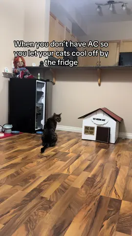 Under my direct supervision of course 😅 And for the record this is Guccie’s fridge as you can see its empty 😅 #catsoftiktok #PetsOfTikTok #bengalsoftiktok #catfluencer #naughtycats #threenawtycats 