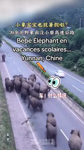Bébé Éléphant en vacances scolaires #elephant #animal #yunnan #biodiversite #biodiversity #2024 