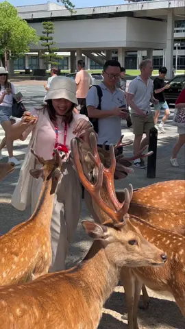 「魅惑的な出会い：外国人観光客が鹿に餌をやることを楽しむ」 #foryoupage #shorts #viralvideo #tiktoknarapark #tiktoknara #traveltojapan #deerpark 