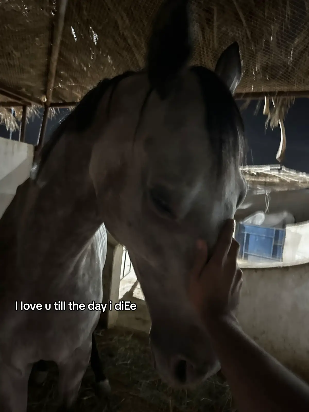 my haku  #showjumper#horses 