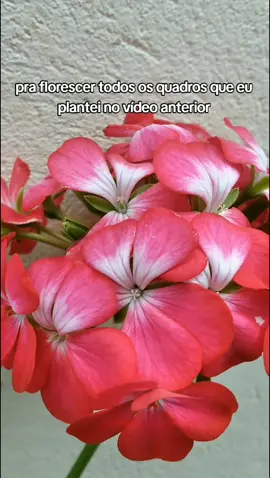 resultado dos vários gerânios plantados em um só vaso  #gerânio #flores #geranio #plantasemvaso #jardimsuspenso #jardimvertical #jardins 