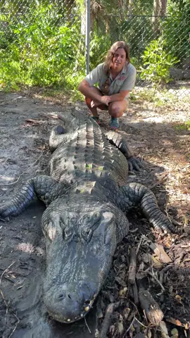 Meet the GIANT ALLIGATOR COUPLE😳 This GIANT ALLIGATOR 🐊 and his girlfriend were so wild to see up close 😯😯! These guys can get anywhere from 8 to 12 feet!!! 😱 Now that is scary! 😨 Let’s hope Darth and Gomer stay small 😅 • • • • #wow #australia #giant #masive #monster #hide #hidden #croc #huge #crocodile #camouflage #wild #wildlfie #beautiful #amazing #animals #cool #video #moments #reptile #style #moment #post #zoo #types #tik #tok #tiktok #tiktokanimals 