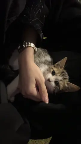 #fyp #cat #4u 