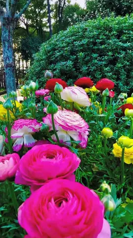 #flower #nature #scenery 