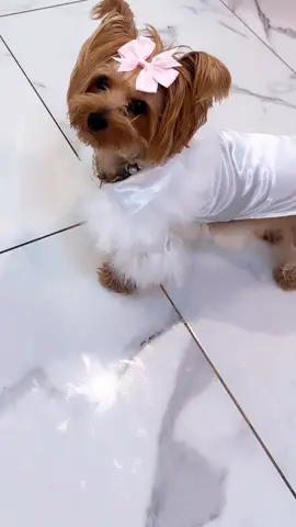 Watching Tv Looking Like Her Name Is Karen😩😭😭 #dogmomlife #yorkiemom #foryou #foryoupage 
