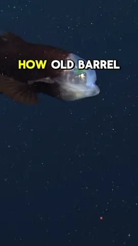 I bet you didn't know this about barrel fish! barrelfish in the ocean, funny text, description of the barrelfish #deepseafish #brainrot #barrelfish