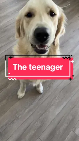 Life with a teenage dog 🤪  #bodhiandkoda #goldenretriever #creatorsearchinsights #teenagedog #dogtok #pettok #doglife #doglovers #perrostiktokers #fy #dogsoftiktok #tiktokfam #DogDays 