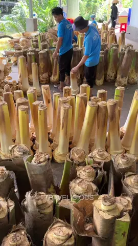 Edible Dwarf Coconut Tree Cutting Process #coconuttree #fyp #viral  📍Củ Hủ Dừa Chí Tâm (+84 946 614 380) https://maps.app.goo.gl/Wmcjt6SutXqvuWKn6 Số 95C QL60, ấp An Mỹ, Châu Thành, Bến Tre 86216, Vietnam ⏰ 9am open