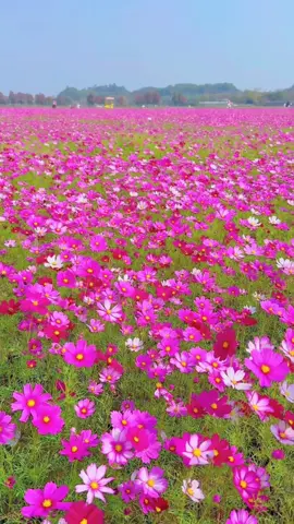 beautiful flower #コスモス#kolowers #花 #gooodmorning #scenery #ดอกไม้ #꽃 #hoa @🦋Mie_🌸  @🦋Mie_🌸  @🦋Mie_🌸 