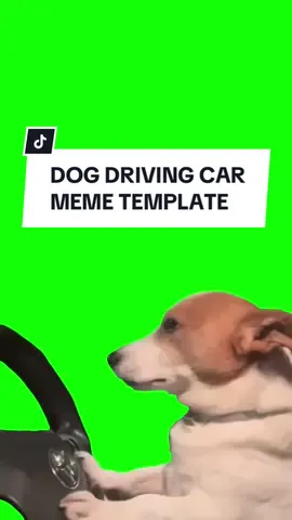 Dog Driving Car Green Screen Meme Template - #CapCut Meme Template of a dog driving a car while Drake’s song “Passionfruit” is playing #dog #greenscreen #meme #memecut #trend #viral #fyp #dogdrivingcar #dogdrivingcar #drake #passionfruit 