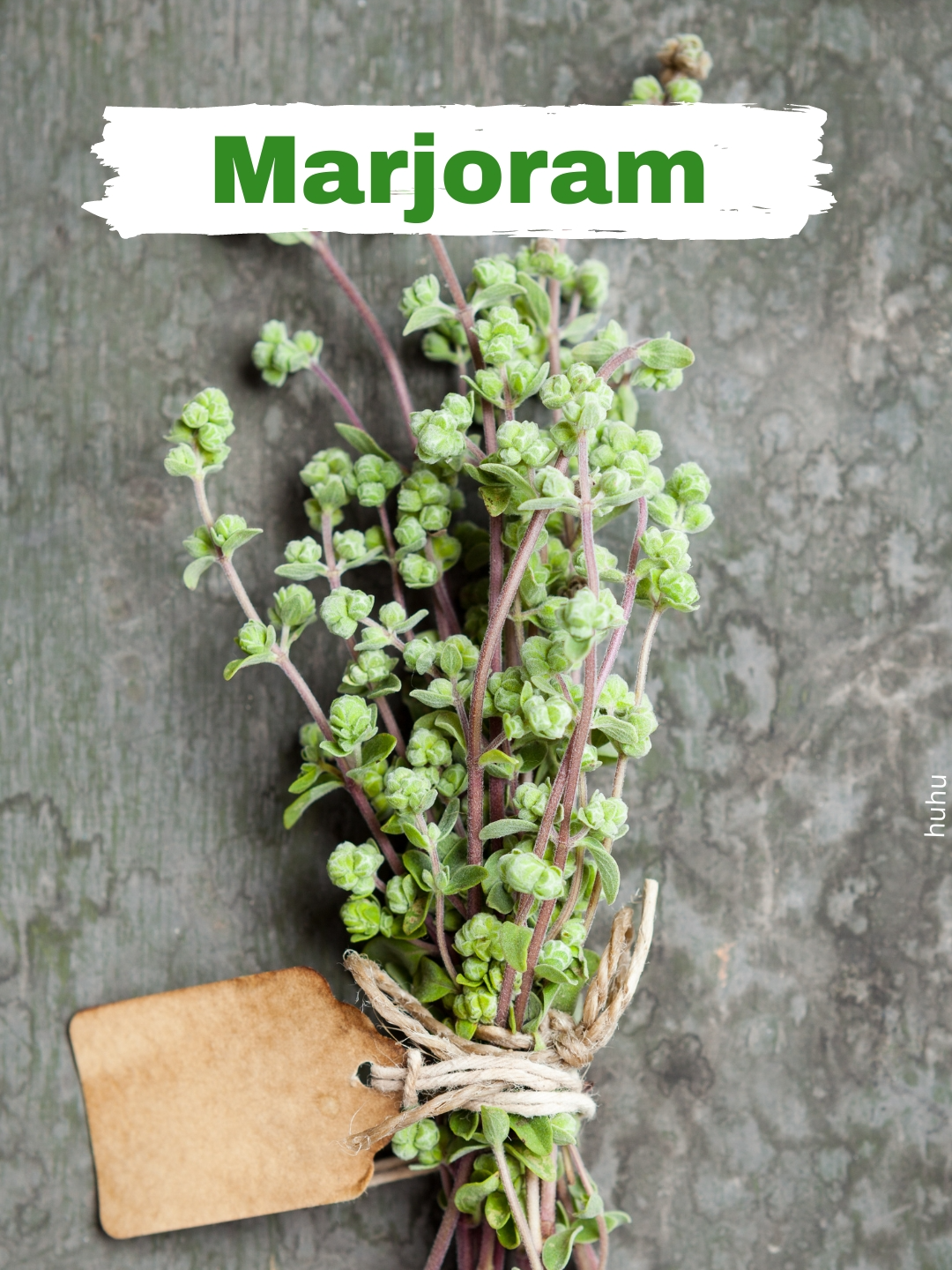 Tired of replanting your herbs every season? Discover the best harvesting tips to keep your marjoram plant bushy and productive. Plant once, pick forever with this delightful herb!   Watch the full list in our YouTube video: https://youtu.be/4wHctotjFSI ' 14 Incredible Herbs You Only Plant Once! Plant Once, Pick Forever! Part #2'    Follow us on social media and join our newsletter for up to date gardening tips and advice:    https://aussiegreenthumb.com  https://www.facebook.com/aussiegreenthumb/ https://www.instagram.com/aussie_green_thumb/?hl=en https://aussiegreenthumb.com/aussiegreenthumb-newsletter/   #marjoram #herbgarden #gardeningaustralia #herbs #homegrownherbs