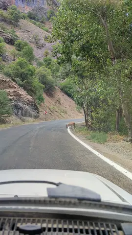 #dersim #elaziğ #CapCut #pertek #keşfet #