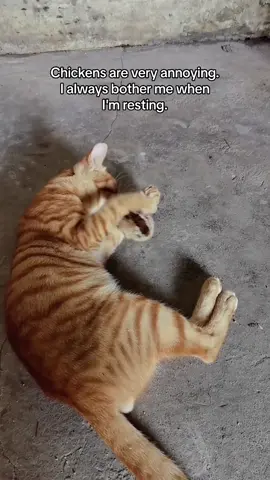 #cat #fyp #cute #funny #funnyvideos #catsoftiktok Chickens are very annoying. I always bother me when I'm resting.