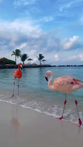 🙌 150k merci ❤️😍 #aruba #onehappyisland #flamingo #flamingobeach #caribbean #sea #pink #birds #flamantrose #nature #eauturquoise #plage #traveltiktok #summervibes #voyage #travelinspiration #beautifuldestinations #viral #landscape #evasion #easthetic #fry #foryou 