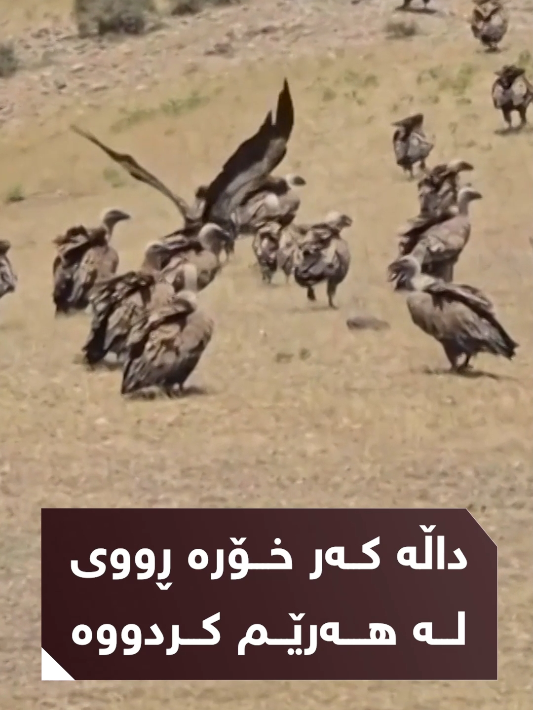 دوای چەندین ساڵ باڵندەی داڵە کەر خۆرە لە هەرێمی کوردستان دەرکەوتنەوە کە لەسەر ئاژەڵی مردارەوە بوو دەژین #NRT