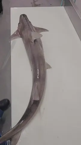 #whiskeryshark #fishmonger #realfishmongersofinsta #foryoupage #foryou #fyp #fillets #seafood 