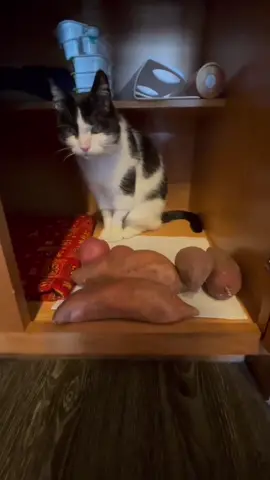 A little present for Potato Cat Nugget #cat #toothlessnugget 