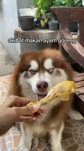 Btw itu tulang ayamnya lunak ya, jadi aman