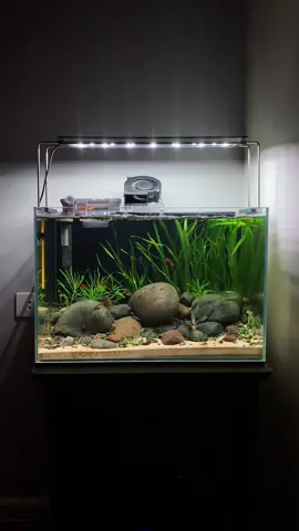 River Style 🪨🌊🌿 #natureaquarium #plantedaquarium #plantedtank #aquascape #aquascaping #aquascaper #fishkeeping #neocaridina #embertetras #fyp #fypシ #fypシ゚viral #fy #foryou #foryoupage 