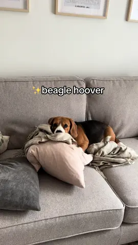 🐶The Beagle is not just a dog; it solves many other issues #BeagleLove #BeagleLife #BeaglePuppy #BeagleLovers #BeagleWorld #BeagleNation #BeagleCommunity #BeagleStagram #BeagleMania #BeagleAddict #BeagleFam #BeagleMoments #BeagleAdventures #BeagleHugs #beagledailyphoto 