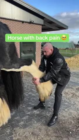 Horse with back pain… • • • • #chiropractortiktok #hundevideos #foryou #asmr #animals #horsesoftiktok #chiropractic #tiere #horse 