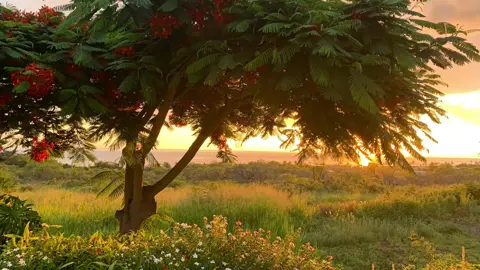 #TSTheErasTouronTikTok#bigislandhawaii #kona #august 