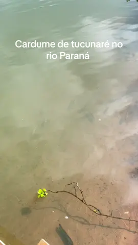 #rioparana #tucunare#cardume #natureza