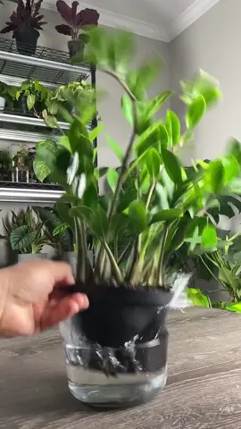 Here’s how I leaf propagate a ZZ in soil. 🪨 Use a 1/3 mix consisting of coir, peat and perlite. 🌱Fill pot with soil, slightly compact the soil ✂️ Always disinfect your pruners ⏰ Allow the leaves to dry and callous over for 2 days 🪴 Open a hole with a dowel or pencil and place the leaf in the soil 💡Place under a grow light or on a windowsill MonstroFarm Tip 💦 Allow the layer of soil that the leaves are sitting in to dry out completely before watering again 😊Enjoy. Ahhhhh!