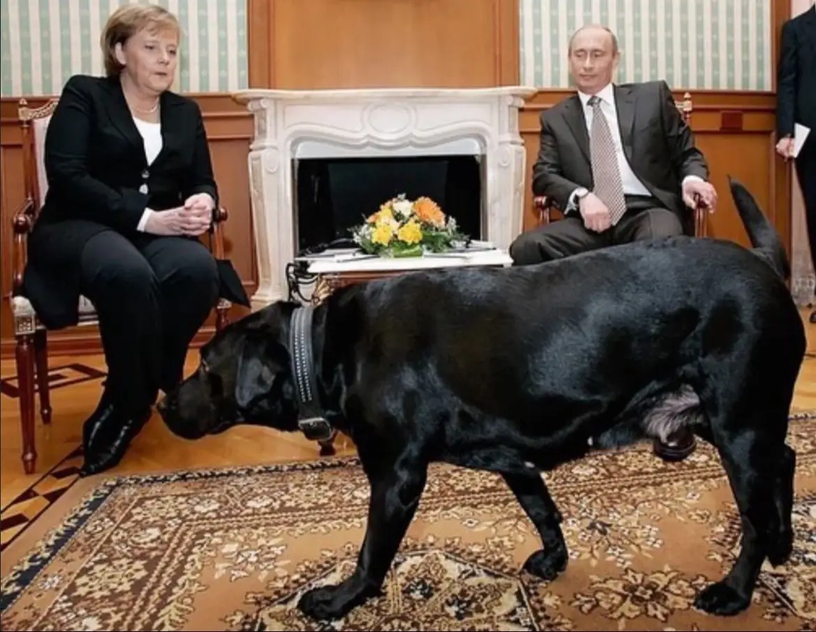 In 2007, Putin brought his black Labrador named Koni into a meeting with German Chancellor Angela Merkel after discovering she had a fear of dogs #angelamerkel #labrador #putin #fear #fyp #viral #norespect #archive 