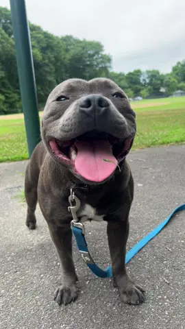 Wait so everything doesmt evolve around me 24/7???? #staffordshirebullterrier #staffylove #staffysoftiktok #fyppppppppppppppppppppppp #fypシ゚viral #staffypuppy #puppydog #cutedog #puppytiktok #puppy 