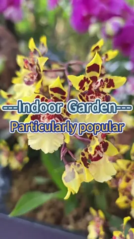 Oncidium #garden #plants #planting #houseplants #indoorplants #indoorgarden #homegarden #oncidium #orchid #flowers #flower 