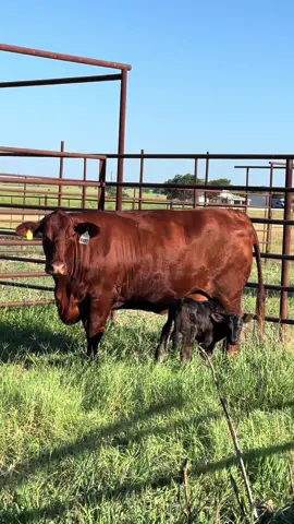 RUBY HAD HER BABY!!  @Bar 7 Ranch #Calf #Cow #Heifer #Ranch #Ranching #KeepRanchin 