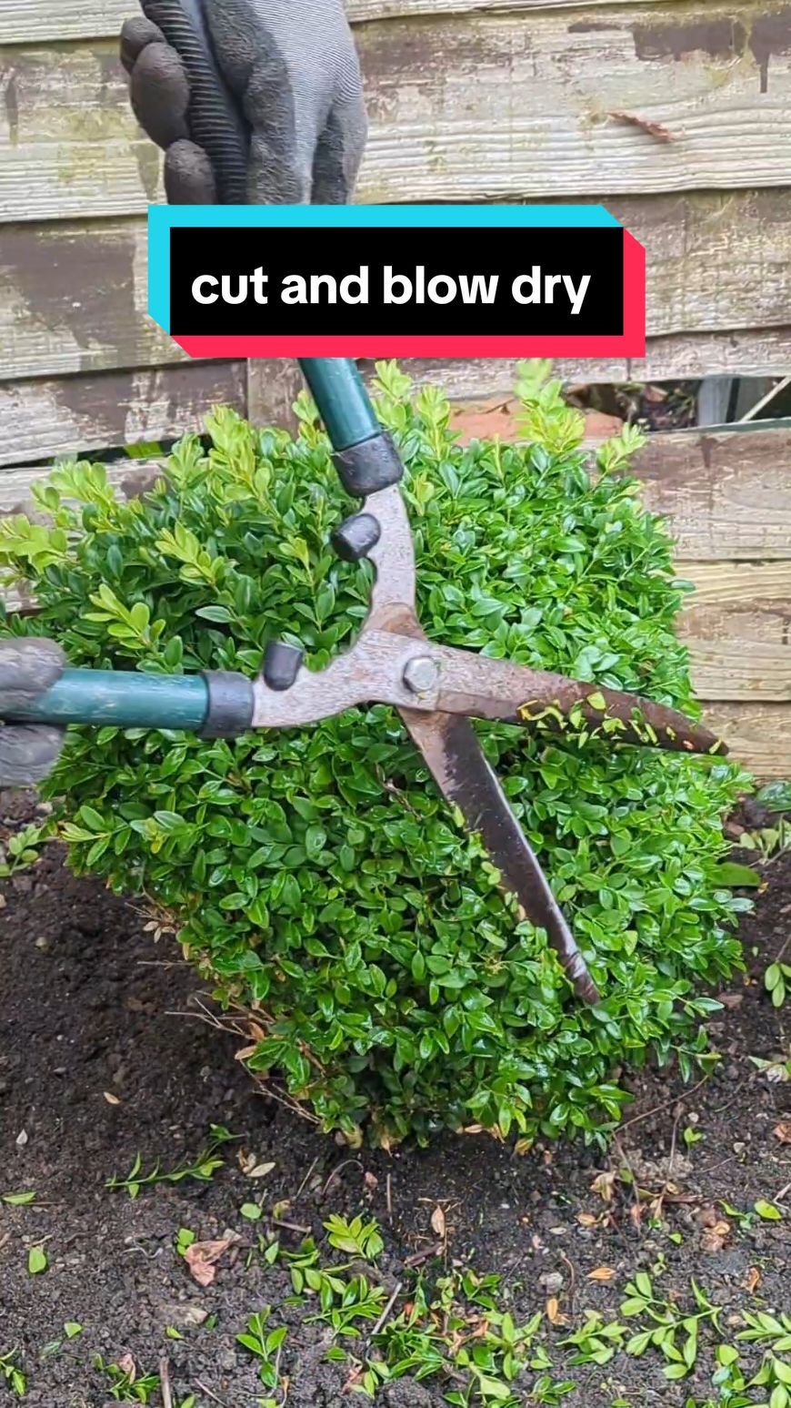 Quick cut and blow dry for this small box shrub !  #satisfying #oddlysatisfying #asmr #beautiful #DIY #gardening #garden #gardentok #gardeningtok #relax 