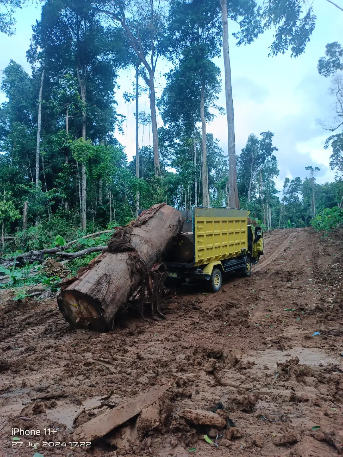 mobil bagus GK takut ke hutan #fypシ #aktormuda😎😎😎 #trukkalimantan #Drivermuda 