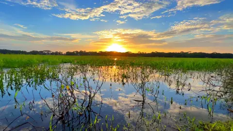 আমায় ডেকো একা বিকেলে 🌅😍 #foryoupage #foryou #fyp #nature #greenkingdom #sunset #sunsetlover #tiktokbangladesh #naturebeauty 