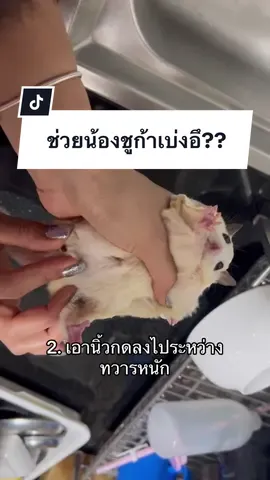ความรู้ตรงนี้คุณหมอเเนะนำมี๊มาอีกทีนะคะ มี๊ไม่มีความรู้เรื่องนี้จึงไม่เเนะนำให้ทำซี้ซั้ว ควรปรึกษาคุณหมอหรือผู้เชี่ยวชาญดูก่อนนะคะ☺️ #ชูก้าท้องผูก #โม่มี่ชูก้าเทวดา #ชูการ์ไกลเดอร์ #ชูก้าไรเดอร์ #ชูก้าไกรเดอร์ #sugarglider #sugarglidersoftiktok #สัตว์เลี้ยงtiktok #สัตว์เลี้ยงน่ารัก 