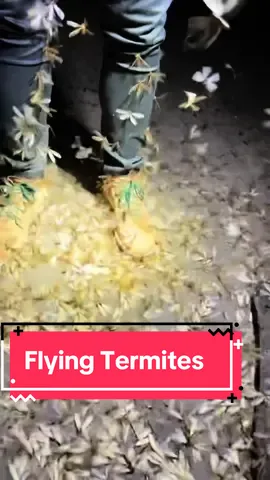 How flying termites look like under microscope 🔬😳#termites #fly #flying #food #nigeriantiktok🇳🇬 #foryou 