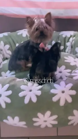 I see why this is the most #viral #dogbed #trending around #tiktok the fact tgat i have not seen any deflation and ALL five of my #teacup #yorkies are on at one time 🤗 or thatbit #waterresistant , completely detachable and #washable cousin when i tell yall this is the most atick behind 10/10 tell a frendddddd 🤭 yea get into this neowwwww  #VIRAL #TRENDING #missdridri #f #foryou #foryoupage #fy  #fypシ゚viral #review #musthaves #tiktok #shop #tiktokmademebuyit #review #yorkiesoftiktok #dogsoftiktok  #petEssentials #puppytiktok #bed #creatorsearchinsights #dealsforyoudays