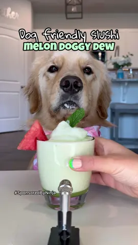 On today's episode of #asmr recipes: Melon Doggy Dew Ninja SLUSHi. #SponsoredByNinja Pearl makes her first ever SLUSHi with just 3 ingredients, no ice needed!  Do you think Pearl enjoyed her refreshing SLUSHi?! A perfect treat to make yourself and share with your dog. Create endless drink recipes with the @Ninja Kitchen SLUSHi machine with as few as one ingredient, no ice, no blending!  #ninjaslushi #asmrsounds #slushi #willitslushi #Summer #fundrink #drinkrecipe #dogrecipe #doglover #slushimachine #melon #Recipe #frozendrink #ninjakitchen